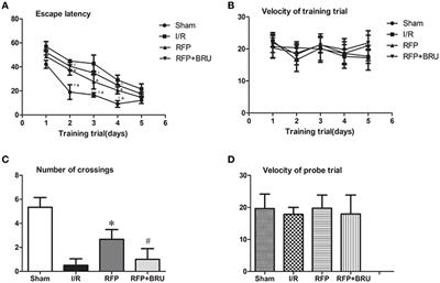 Rifampicin Attenuated Global Cerebral Ischemia Injury via Activating the Nuclear Factor Erythroid 2-Related Factor Pathway